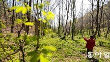 ‘탄소 먹는 하마’ 백합나무, 소나무 2.7배 흡수… 목재 가치도 높아