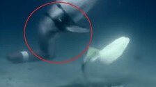 돌고래까지 투입하나…美, 드론으로 기뢰 제거 나섰다