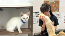“이사 중 행방불명된 고양이”…7년 만에 날아온 이메일 덕에 찾았다