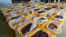 “장난감이라더니 묘목이었다”…중국산 사과묘목 63만 주 밀수 일당 적발
