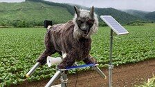 “곰 나타나면 눈빛·소리 발사”…日 ‘늑대 로봇’ 불티