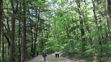 월정사의 봄, 비천상 여인과 함께 ‘달을 쓿다’ [전승훈 기자의 아트로드]
