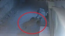 ‘고양이 아니었어?’…골목 걷다가 사자 두 마리 마주친 청년(영상)