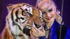 ‘여왕’이 학대했나…獨사육장 호랑이, 사람 물고 탈출했다 사살돼
