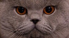 “우리집 반려묘인데”…택배 왔다가 고양이 데려간 美배송기사