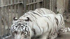 中칭다오 동물원 인기스타‘ 벵골호랑이 유혈 참극 끝에 죽어