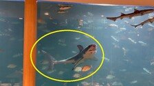 카페 수조에 멸종위기종 백상아리가…“보호하려 사왔다가 방류”