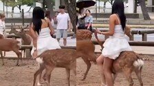 日사슴에 올라타려고 시도…“심각한 동물 학대”