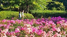 장미는 6월이 가장 아름답다