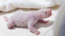 푸바오 여동생 또 태어났다…국내 세번째 판다 자연번식