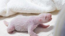 푸바오 여동생 또 생겼네… 국내 3번째 자연번식