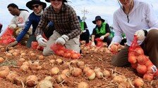‘양파값 폭락’ 농가 도우러 나선 주한미군