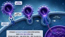 암 추적-공격 ‘킬러 세포’… 한국 연구진 정확도 ‘업’
