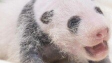 “제법 판다 같죠?”…아기 판다, 3주만에 체중 4배 ‘폭풍 성장’