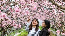 ‘봄꽃 시계’ 한 달 빨라…3월 중순 개나리·진달래·벚꽃 핀다