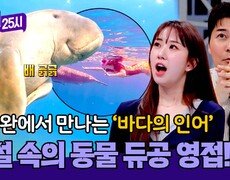 (귀여움 주의) 팔라완에서 보는 전설 속 동물, 듀공 大 공개🧜 | JTBC 260420 방송 