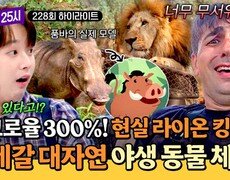 [하이라이트] 아프리카 사파리는 차원이 다르다 실존하는 '라이온 킹'을 만날 수 있는 세네갈 사파리 체험🦁 | JTBC 261014 방송 