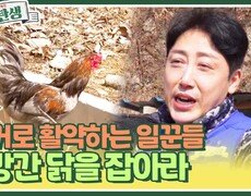 도망간 닭을 잡아라️ 닭장과 하우스 철거로 활약하는 일꾼들️ | KBS 240515 방송 