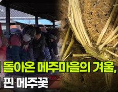 다시 돌아온 메주마을의 겨울, 다시 핀 메주꽃 | KBS 260217 방송  