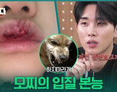 특정(?) 상황에만 발동하는 모찌의 입질 본능 | KBS 251211 방송  