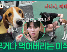 “ 아니야, 먹지마!! ” 시나몬의 또 다른 고민 행동, 이식증! | KBS 251030 방송