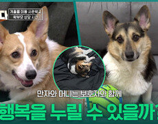 만자와 머니는 보호자와 함께 행복을 누릴 수 있을까? | KBS 260112 방송  