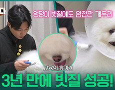 “ 올바른 방법만 안다면... ” 개우리의 빗질 둔감화 교육으로 3년 만에 빗질 성공! | KBS 260302 방송  