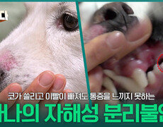 코가 쓸리고 이빨이 빠져도 통증을 느끼지 못하는 나나의 자해성 분리불안 증상 | KBS 260330 방송  