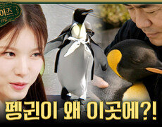 [서프살롱] 남극에서 온 심부름꾼 일본의 어촌 마을에 펭귄이 살게 된 사연은?!, MBC 260802 방송 #서프라이즈미스터리살롱 