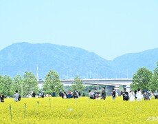32만 인파 몰린.. 구리시, 한강공원 유채꽃 축제
