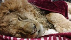 집에서 키우던 ‘맹수의 왕’ 사자, 동물원서 부적응 ‘불쌍’