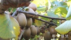 [토요스케치]아침마다 시원하게… 키위야, 변비를 부탁해!