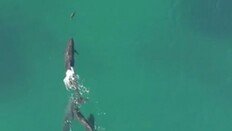 상어 사냥하는 고래 ‘포착’