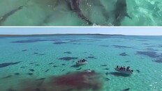 고래 뜯는 70마리 상어 ‘포착’