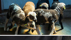 세상에! ‘얼룩무늬’ 양 보셨나요… 유전자 가위의 ‘마법’