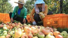 폭염에 양식장 떼죽음… 가뭄에 농경지 쑥대밭