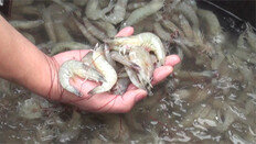 제초제 먹인 새우, 살충용 쑥찌꺼기 섞은 소금, 국산 둔갑 홍삼…