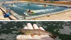 ‘사하라 사막 새우’ 5 t 수확… 육상 양식 신기원 열어