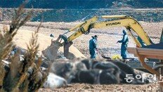 AI 이어 구제역… 전국 축산농가 이동중지