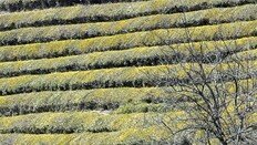 녹차밭 뒤덮은 파릇파릇한 봄