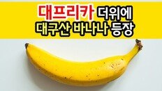 [카드뉴스]‘대프리카’ 더위에 대구산 바나나 등장