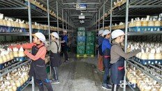 [영남 파워기업]친환경 첨단 유기농법 고수하는 ‘버섯 생산업계’의 강자
