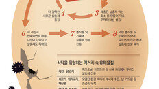 내성 생긴 해충 → 더 강한 살충제 ‘악순환’… 위협받는 식탁 안전
