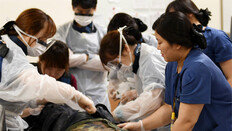 [단독]중증외상센터 9곳, 작년에만 진료비 50억 삭감