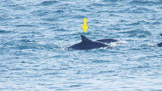 돌고래 바다 돌려보낸 지 5년… 제돌아, 간밤에 잘 잤느냐