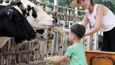 우유 짜본 학생들 “저도 커서 목장할래요”… 創農 꿈을 심어주다