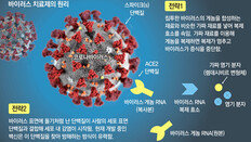 ‘가짜 먹이’로 바이러스 속여 증식 막고… 세포 침입 원천봉쇄