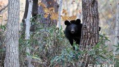 이제는 지리산 반달곰 아니다[동행: 그렇게 같이 살기로 했다]