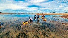 인천시 “바다에 해초 심어 이산화탄소 흡수”