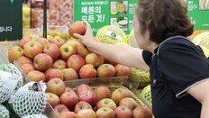 사과값은 한숨 돌려… “생산 24% 증가, 金사과 이전으로”